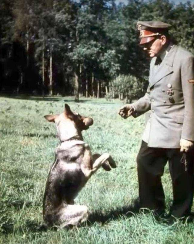 希特勒真的爱狗吗?也许对希特勒来说,狗狗只是一个纳粹工具
