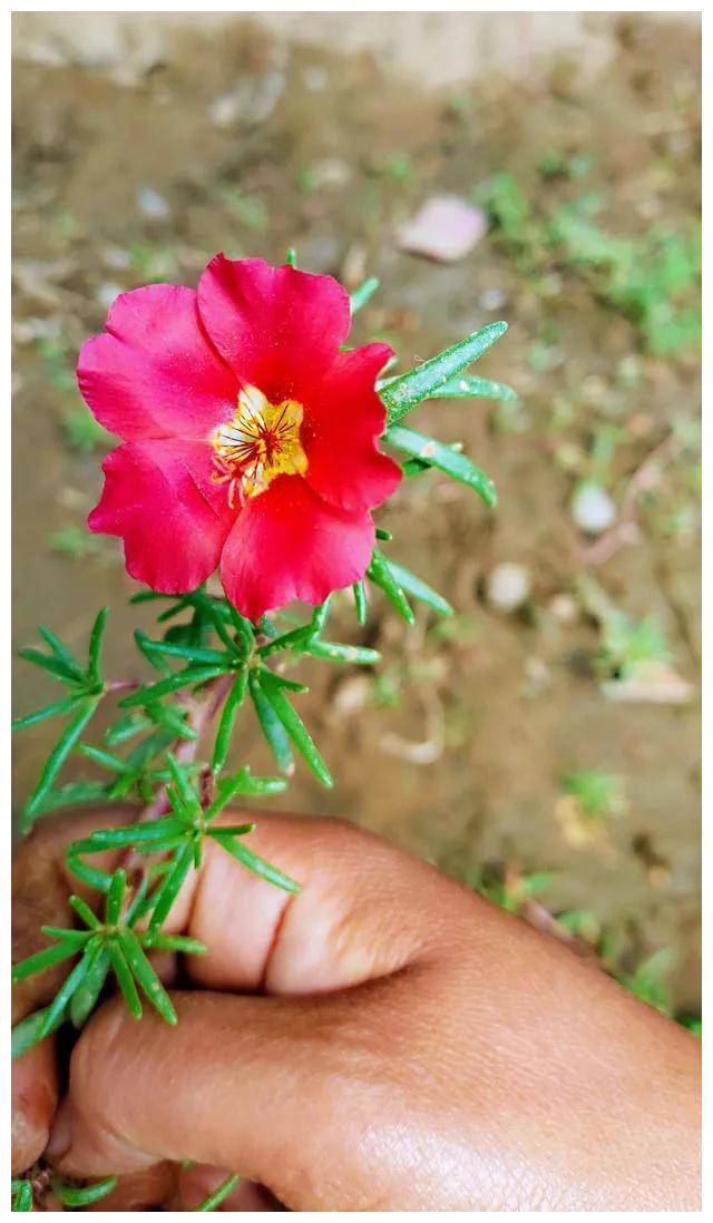 江西65岁大爷退休爱上太阳花,另类高级感,好多人花高价都买不到