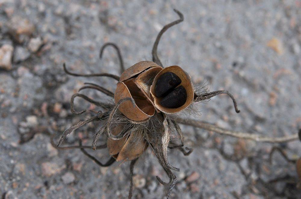 我见到的山东本土植物和园林栽培植物