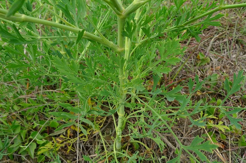 我见到的山东本土植物和园林栽培植物(981)防风