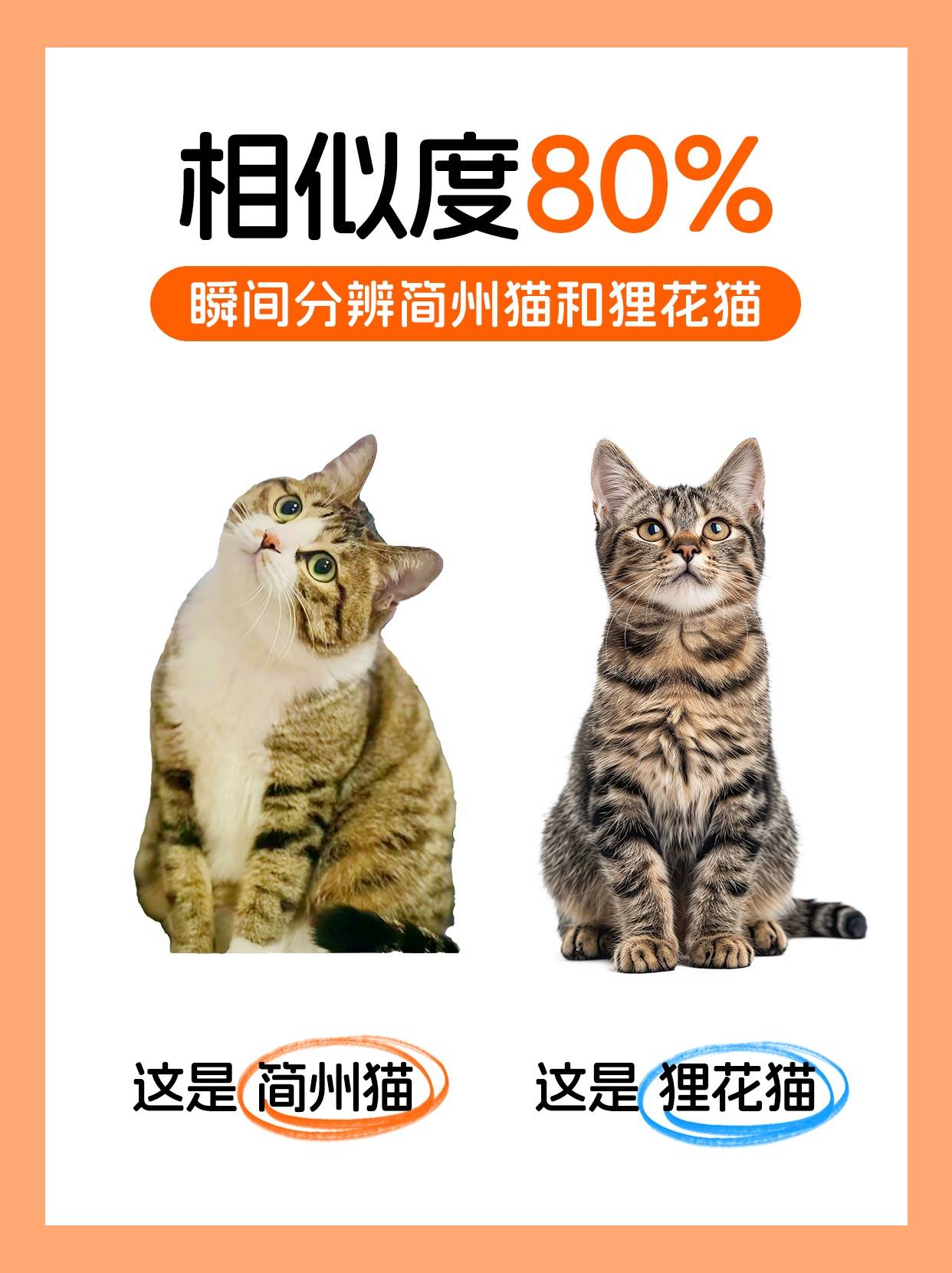 简州猫和狸花猫混交图片