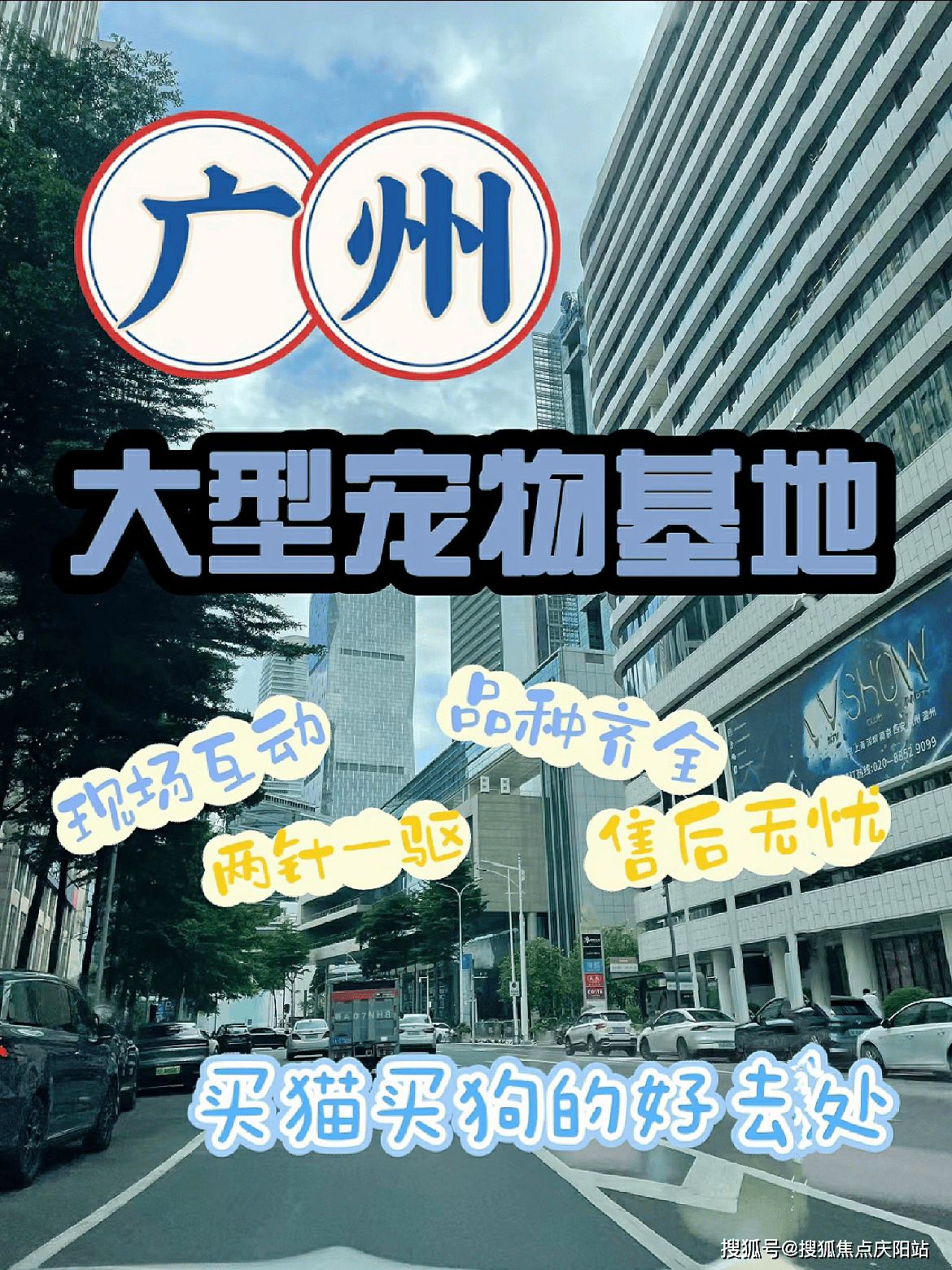 广州买拉布拉多犬哪里比较实惠?广州这里买拉布拉多犬基地直销更实惠