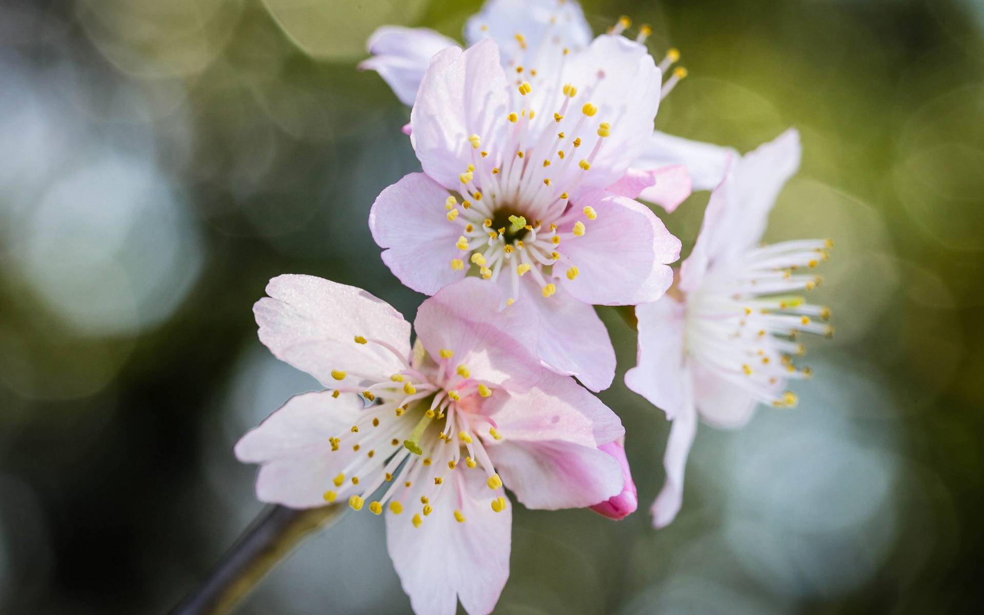 樱花在几月盛开