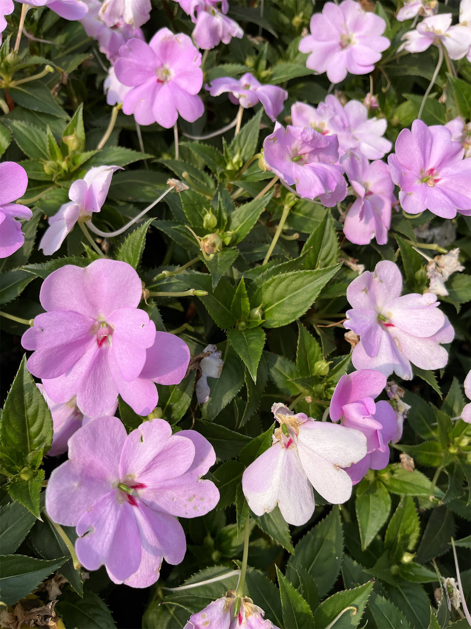 花花世界之118:凤仙花