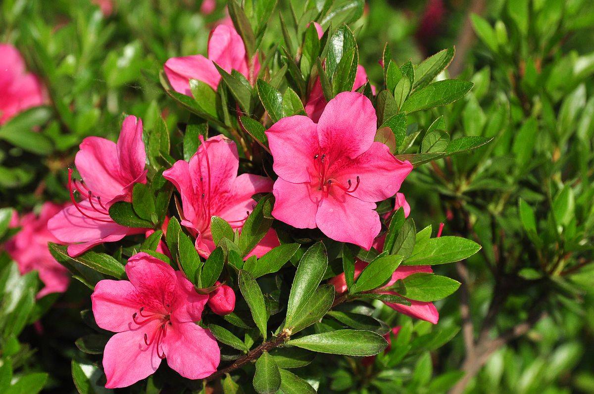 我见到的山东本土植物和园林栽培植物