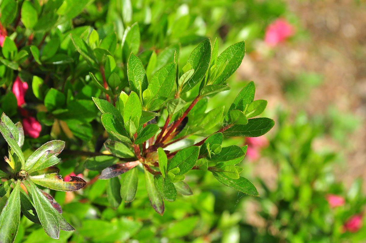 我见到的山东本土植物和园林栽培植物