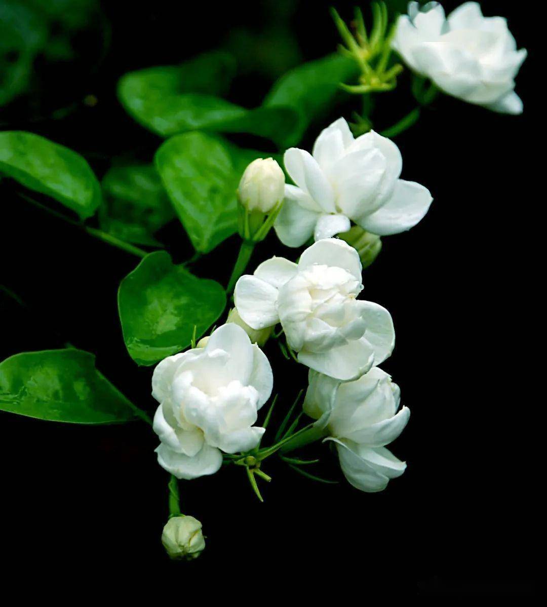 茉莉花的生长环境图片