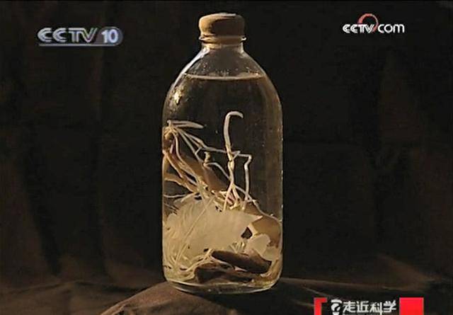 白酒可以杀植物虫子吗?，白酒对植物有伤害吗