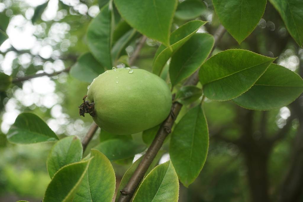 我见到的山东本土植物和园林栽培植物