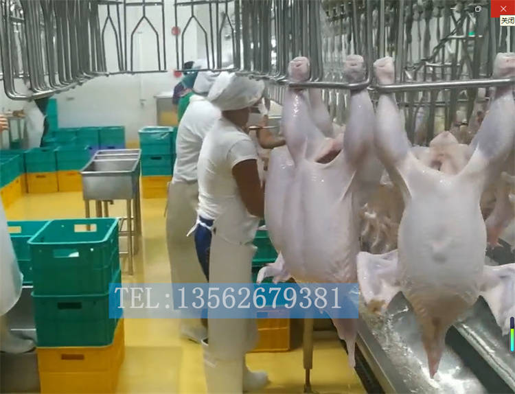 杀鸡流水线设备那就好用——肉鸡 麻鸡 白条鸡 蛋鸡屠宰机器生产厂家 康尔诺机械_脱毛_处理_进行