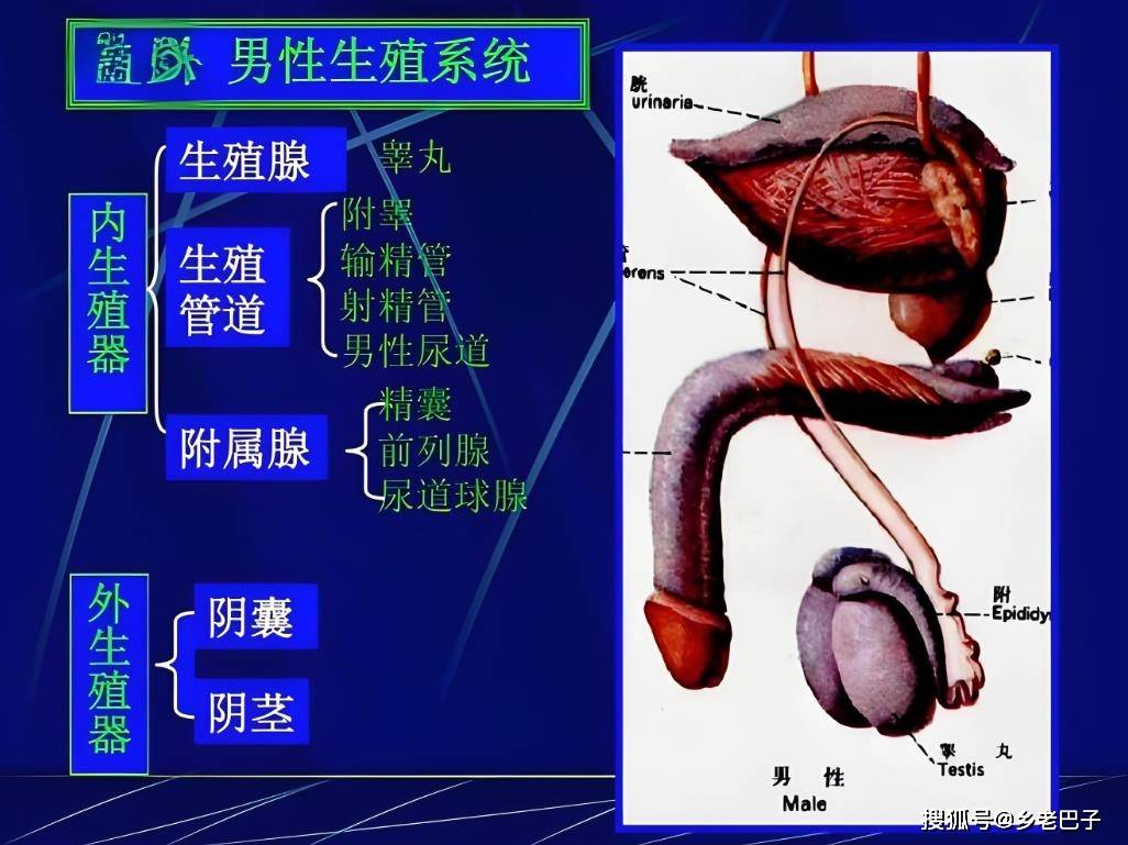 男人生殖系统图谱