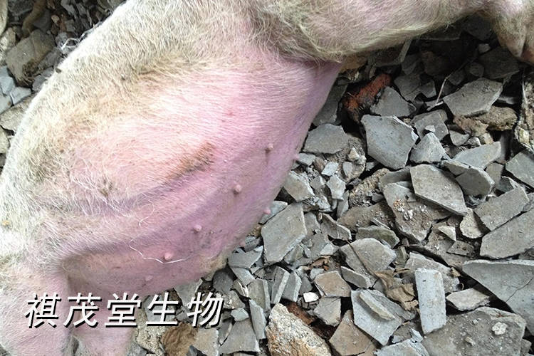 冬季养猪常见疾病的病剖检技术,猪场病理剖检的诊断及治疗用药的方法_检查_淋巴结_病猪