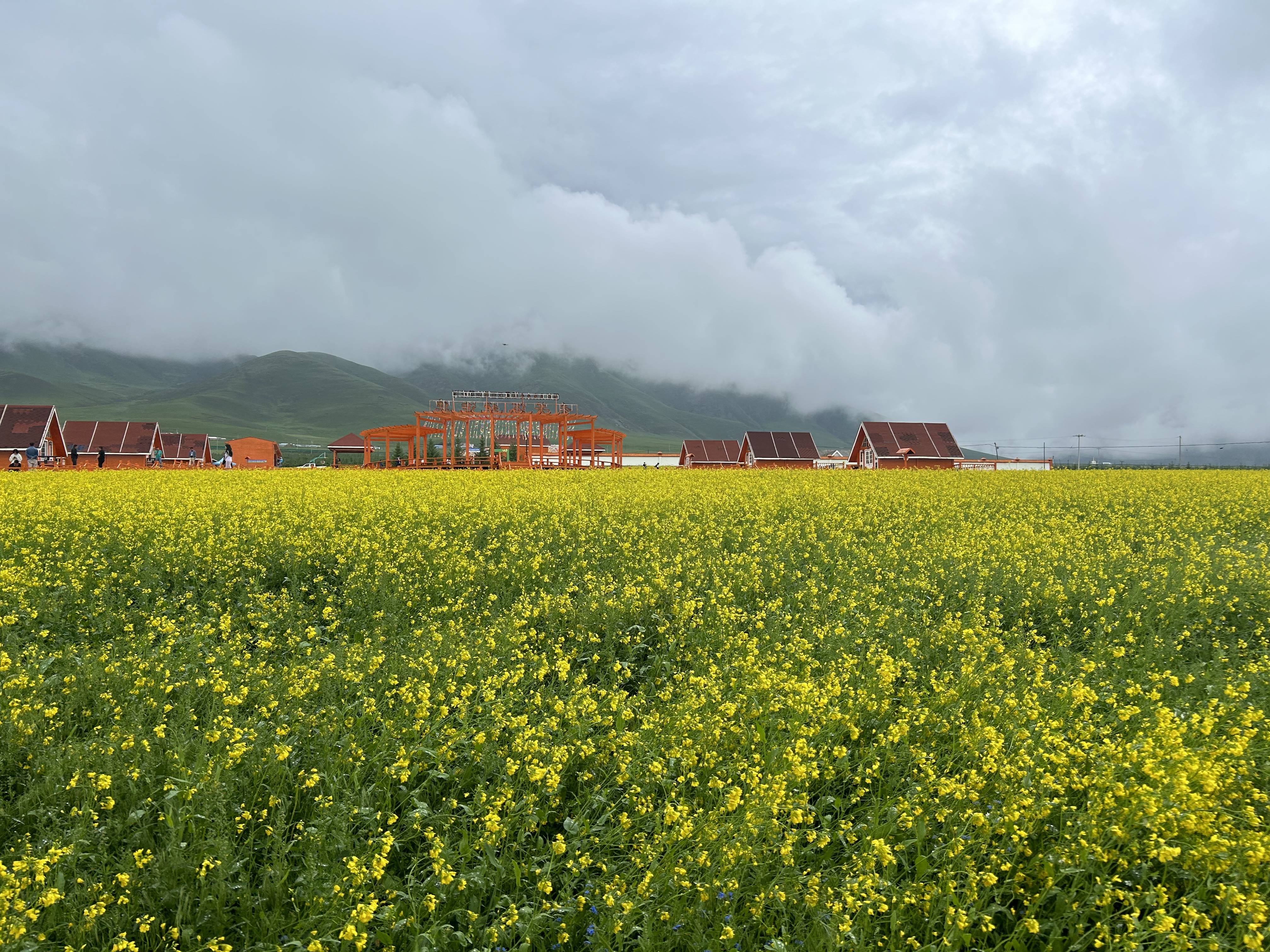 美国能源股大跌，西方石油年内下跌超过20%，巴菲特押错宝了吗？_搜狐网