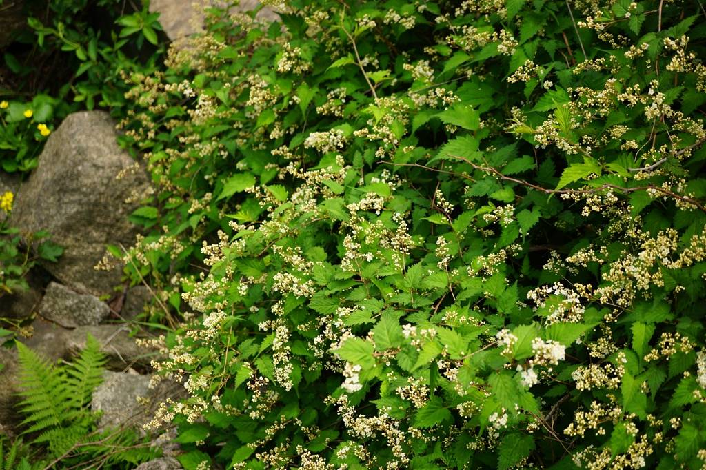 我见到的山东本土植物和园林栽培植物