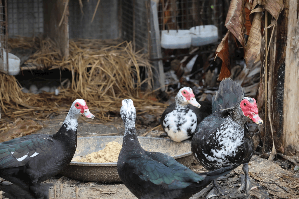 番鸭怎么喂育肥快,自制番鸭饲料配方