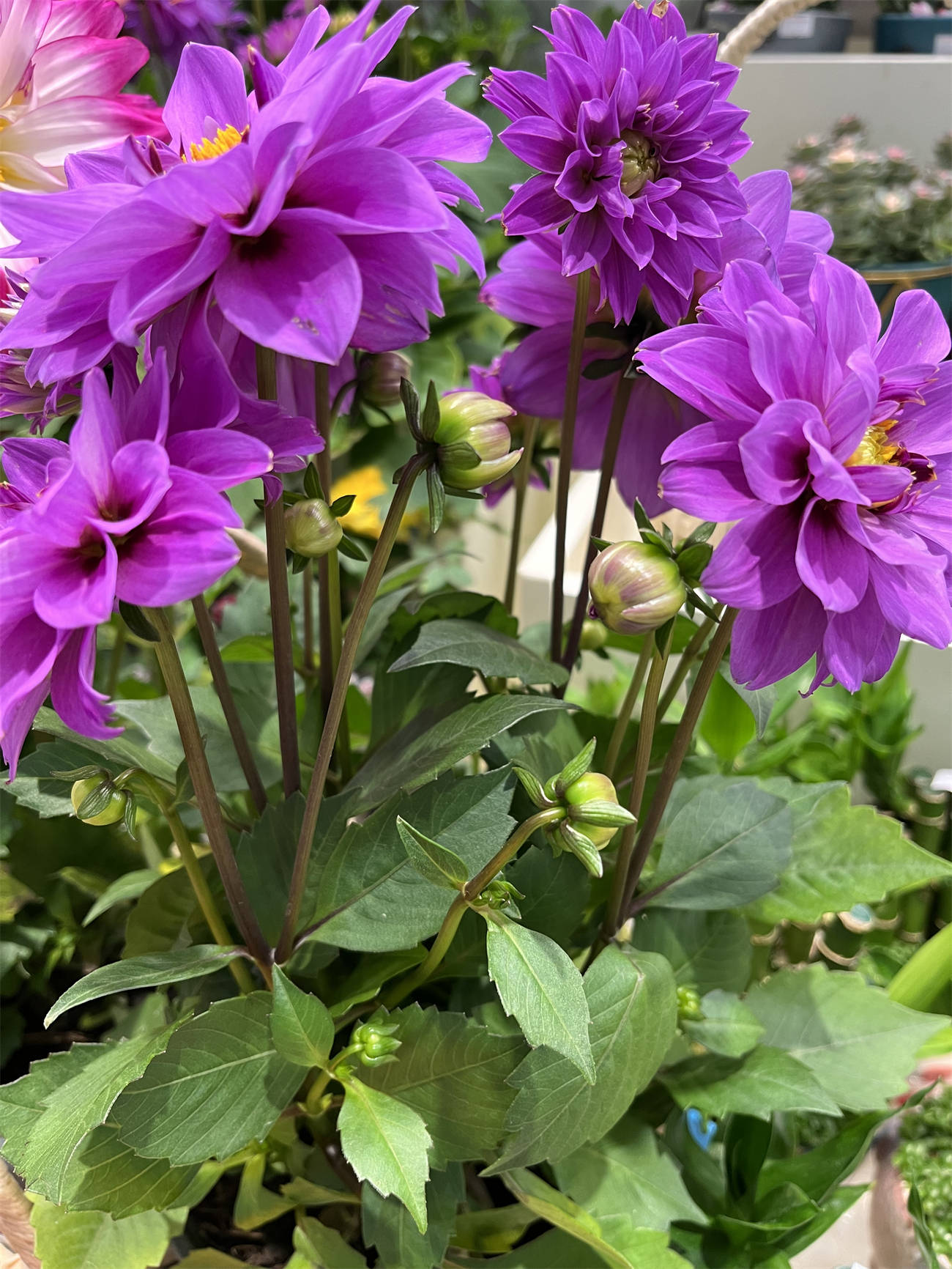 花花世界之165:大丽花