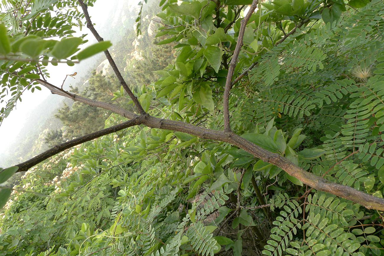我见到的山东本土植物和园林栽培植物