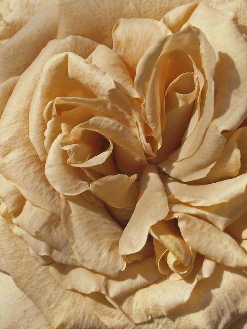 揭开复古棕色月季的神秘花语和它古老的寓意