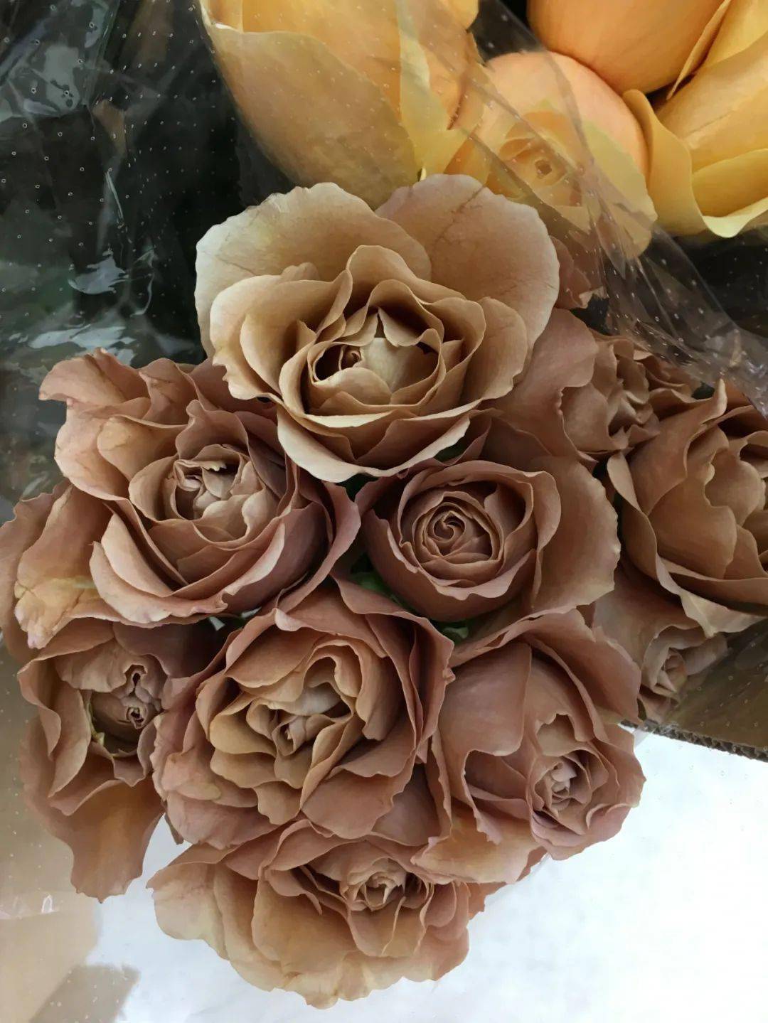 揭开复古棕色月季的神秘花语和它古老的寓意