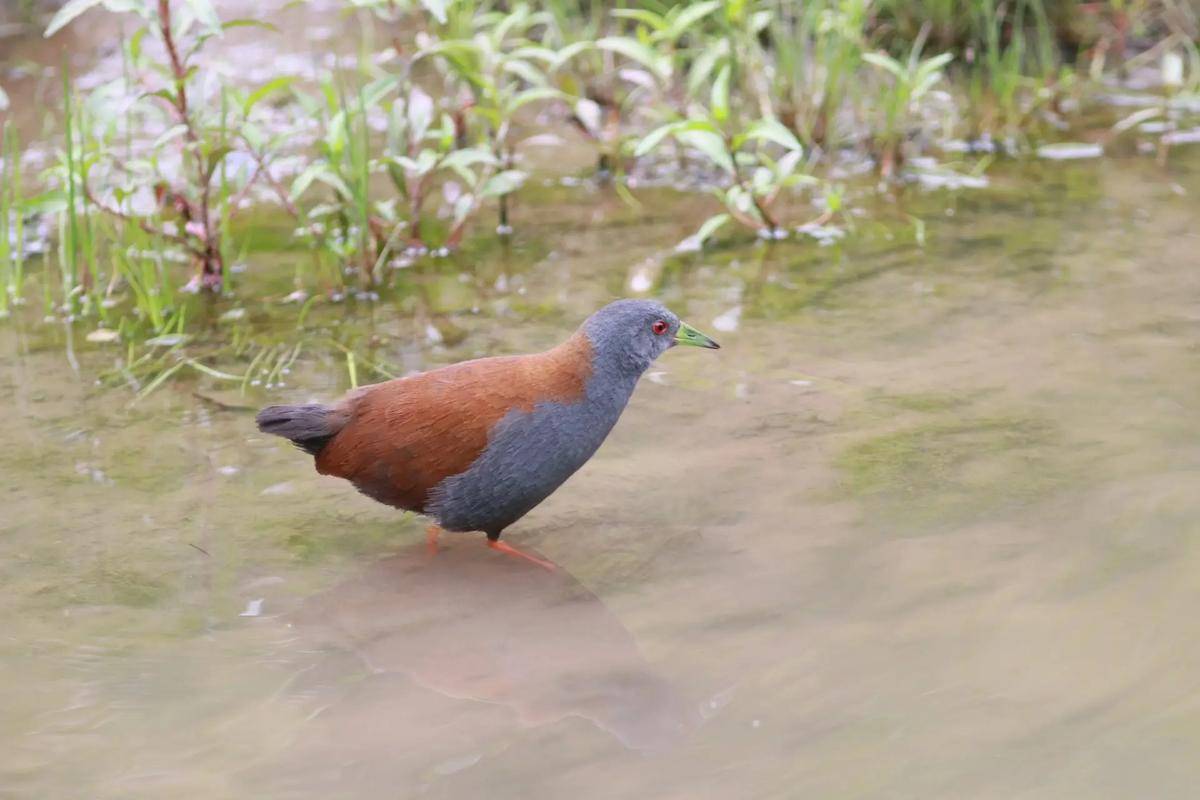 国家二级重点保护动物,个个珍贵稀有:棕背田鸡