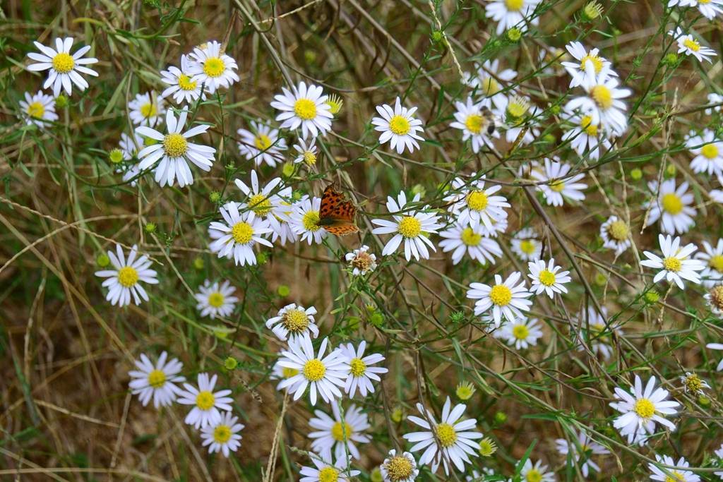 我见到的山东本土植物和园林栽培植物