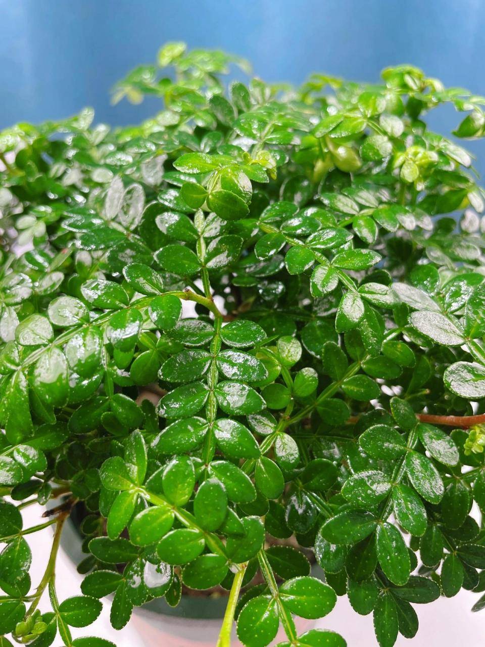 专业详细回答:胡椒木树叶发黄,还落叶是什么原因