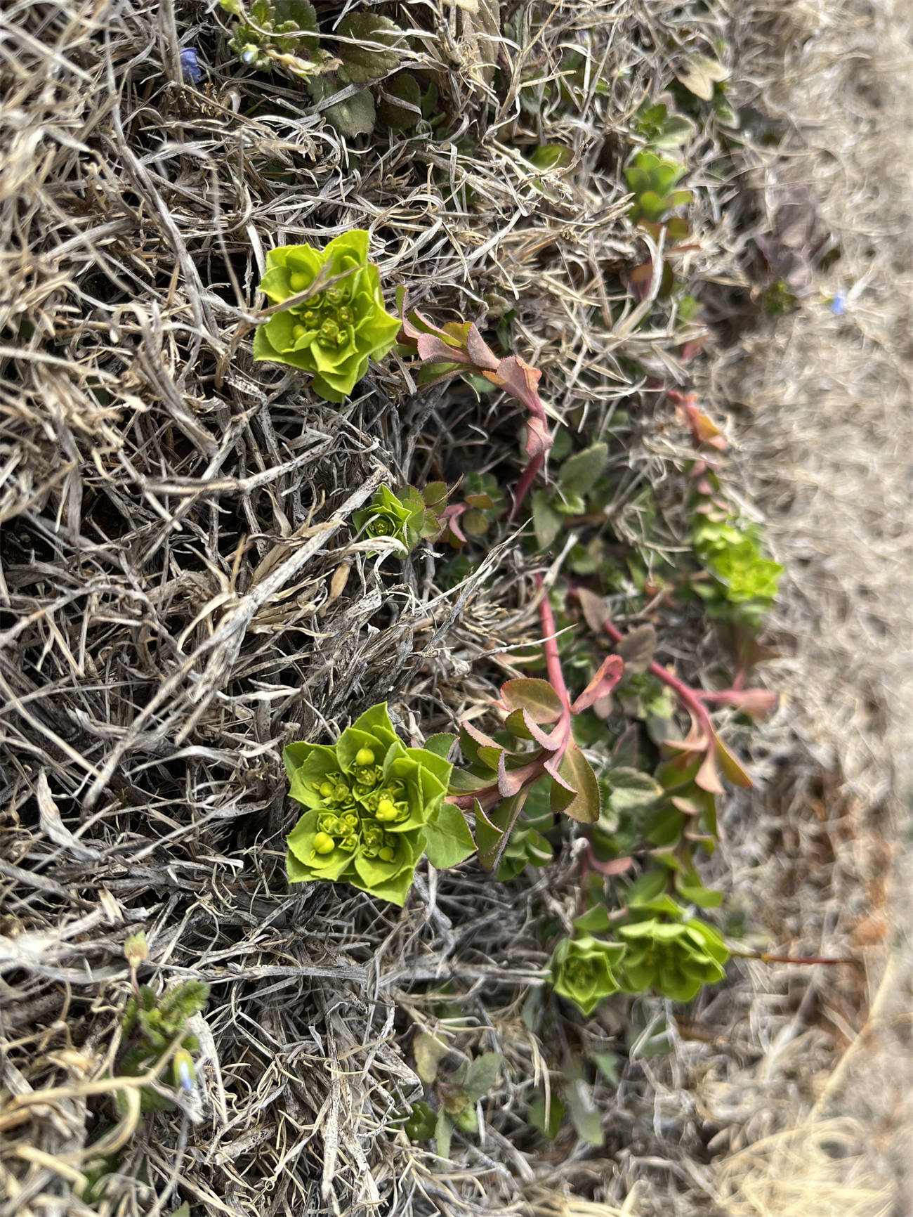 花草世界之202泽漆