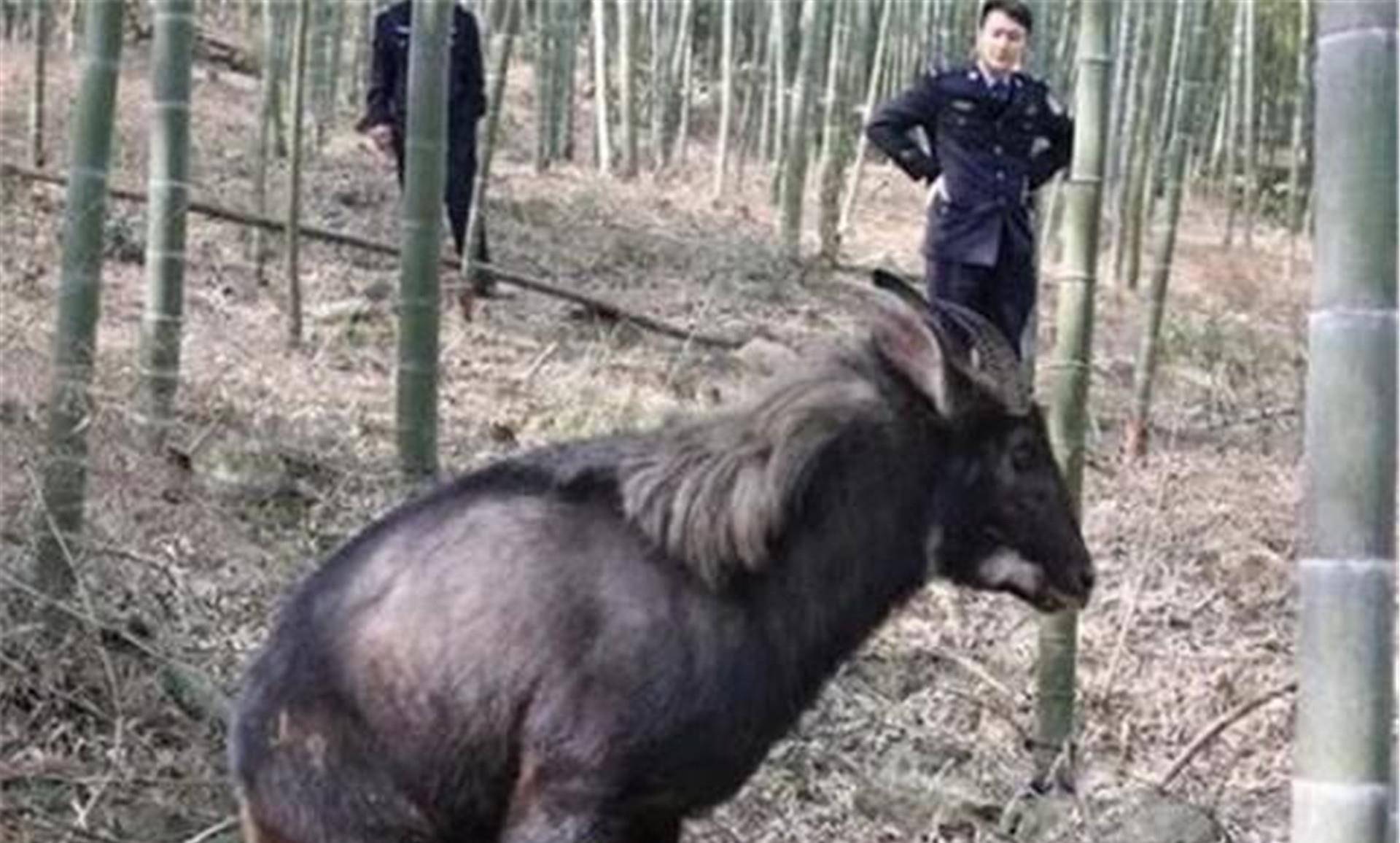 四不像是什么意思，四不像是什么意思简单