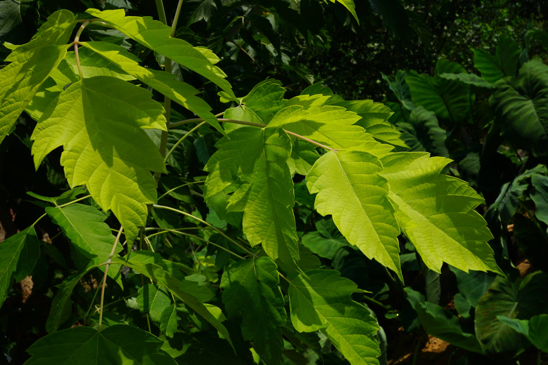 我见到的山东本土植物和园林栽培植物