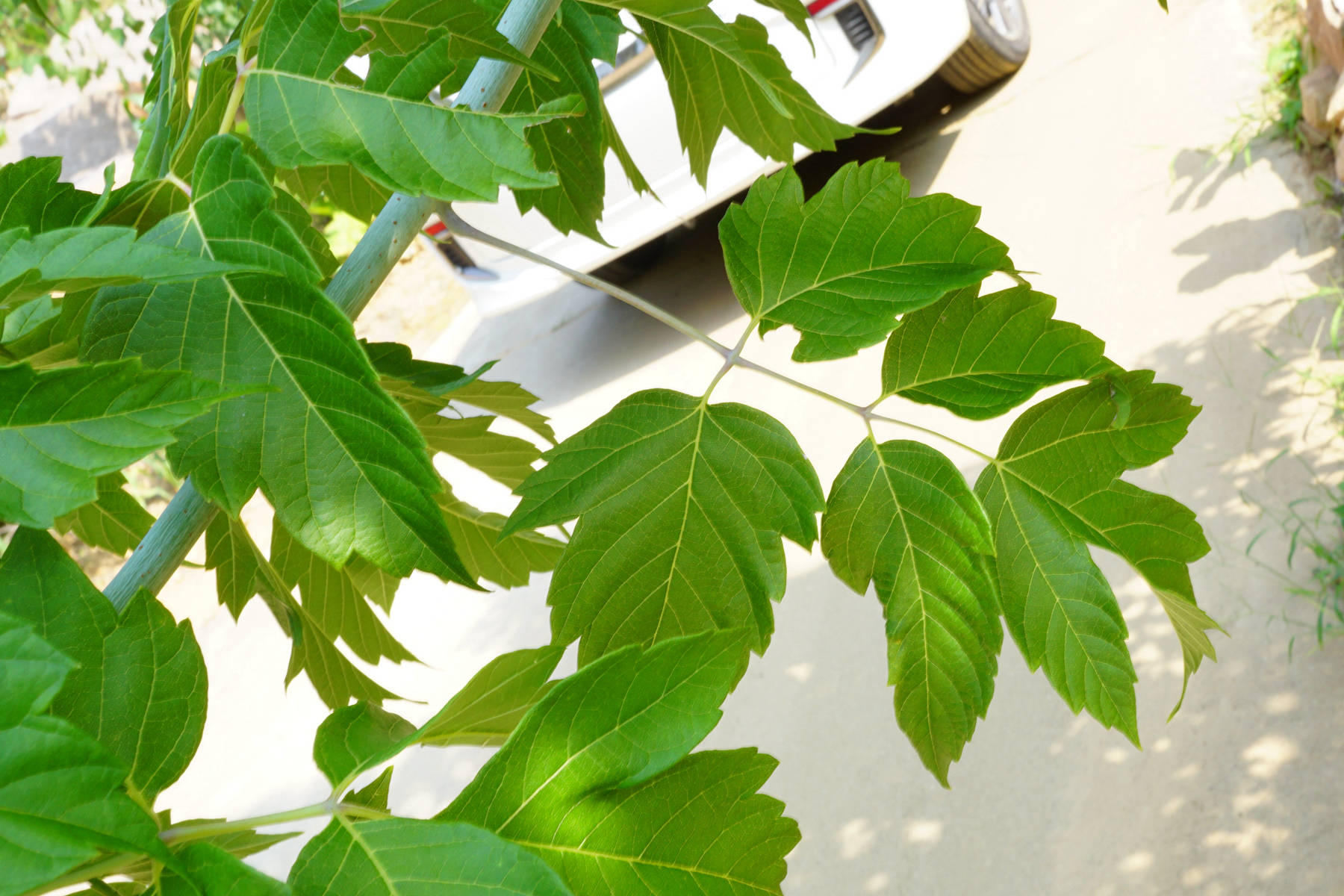 我见到的山东本土植物和园林栽培植物