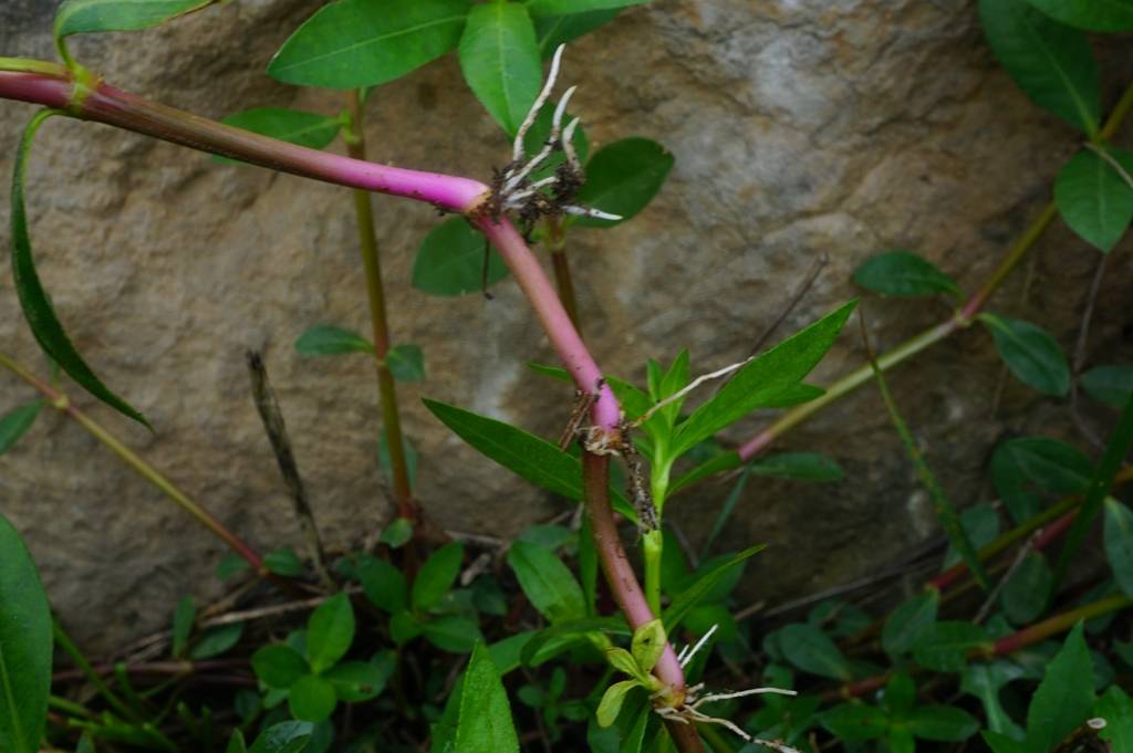 我见到的山东本土植物和园林栽培植物