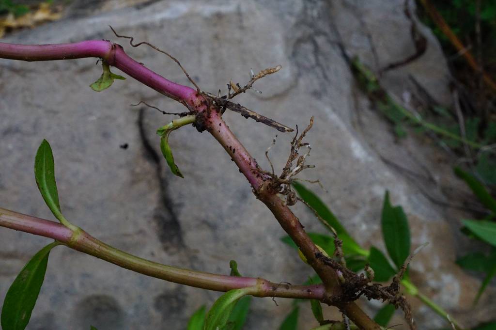 我见到的山东本土植物和园林栽培植物