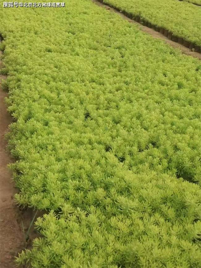 佛甲草在园林中的应用方式有哪些？