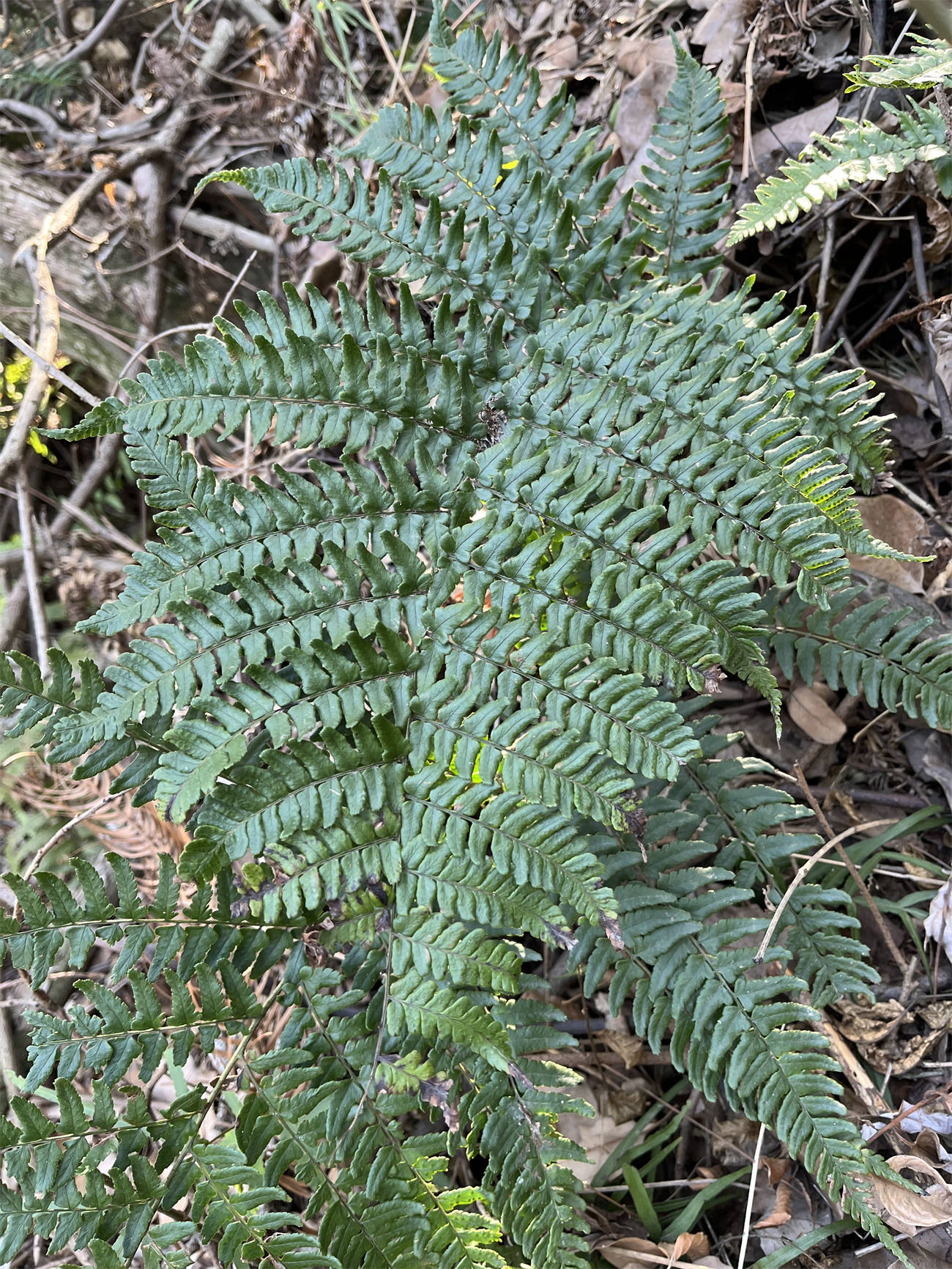 草木世界之227:鳞毛蕨