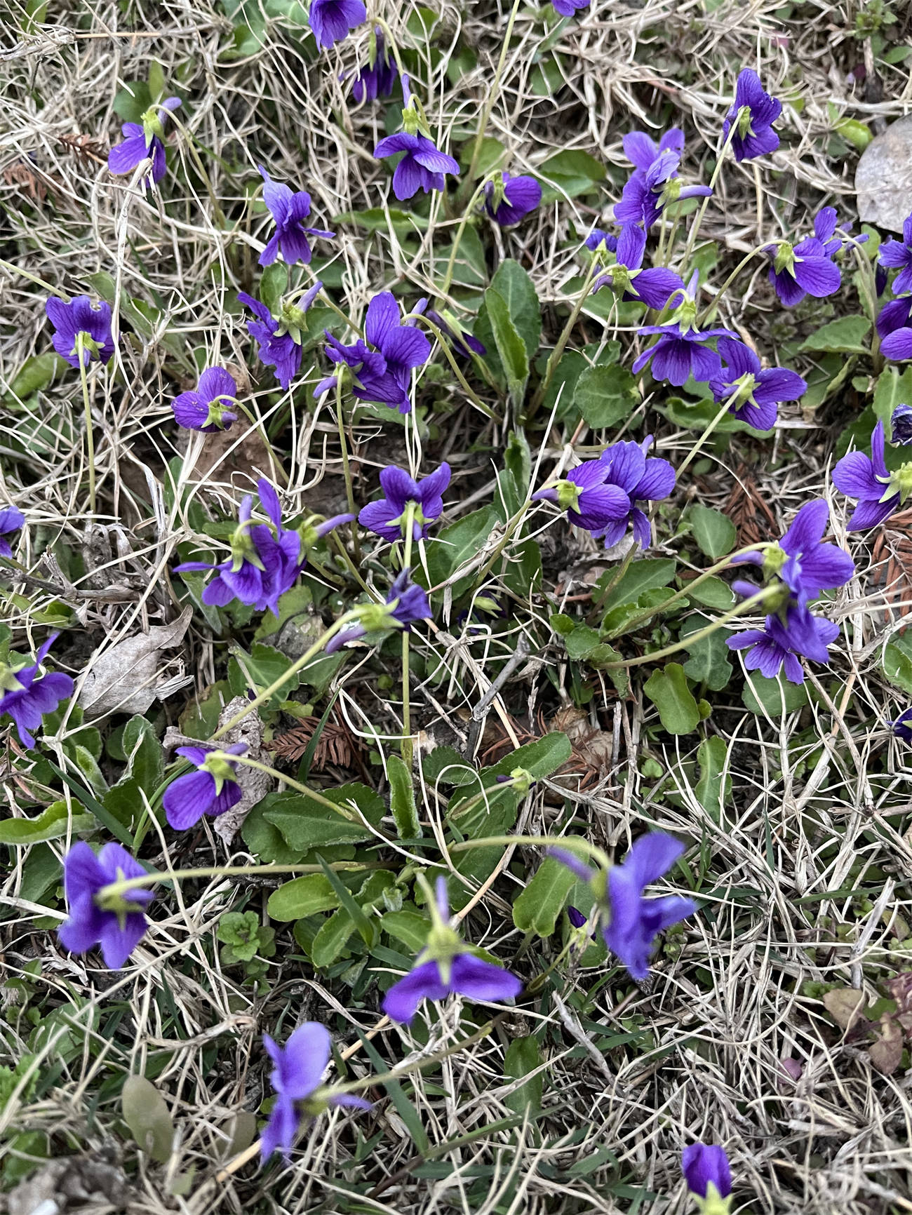 花草世界之233紫花地丁