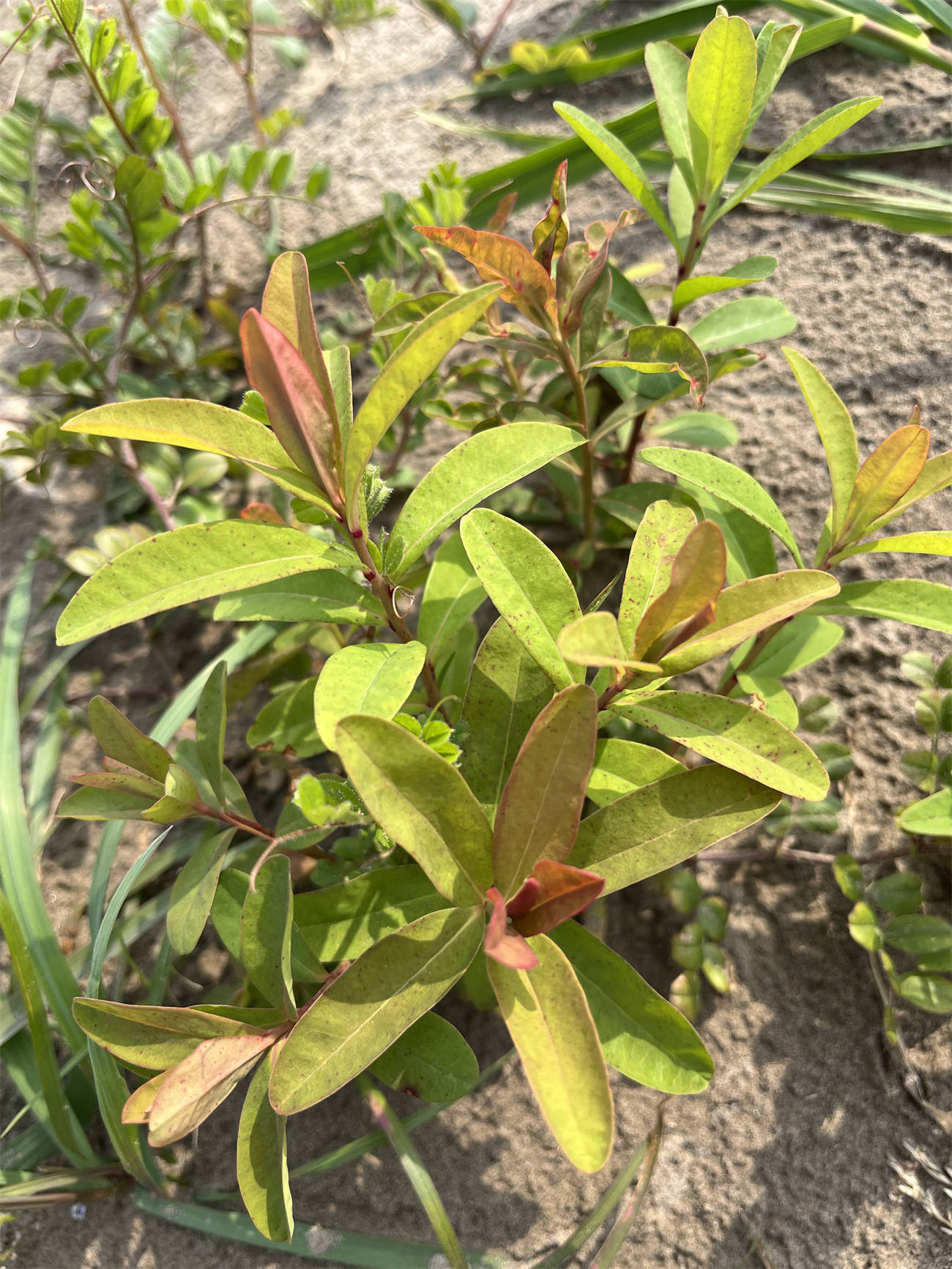 别名猫眼草烂