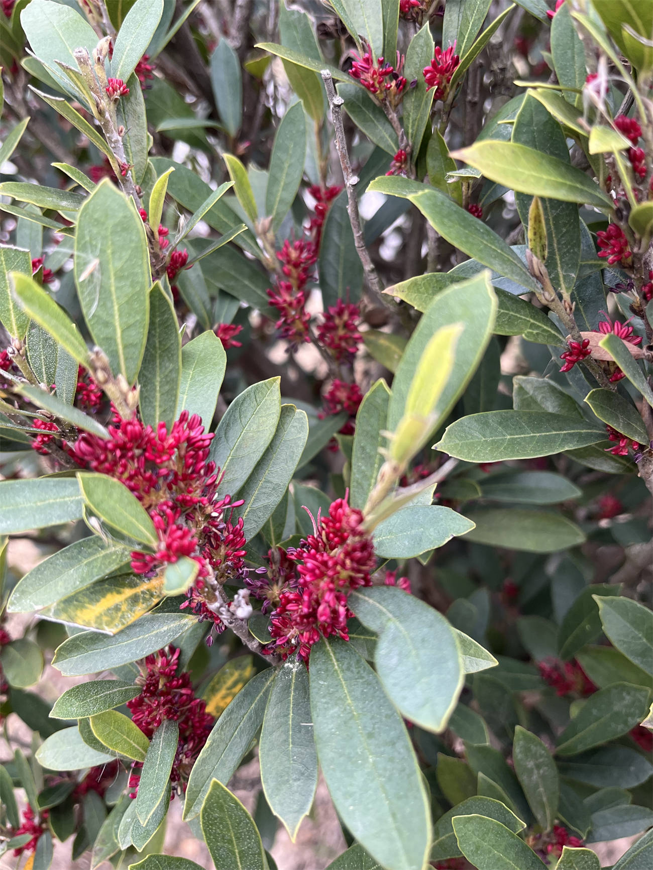 草木世界之260:蚊母树