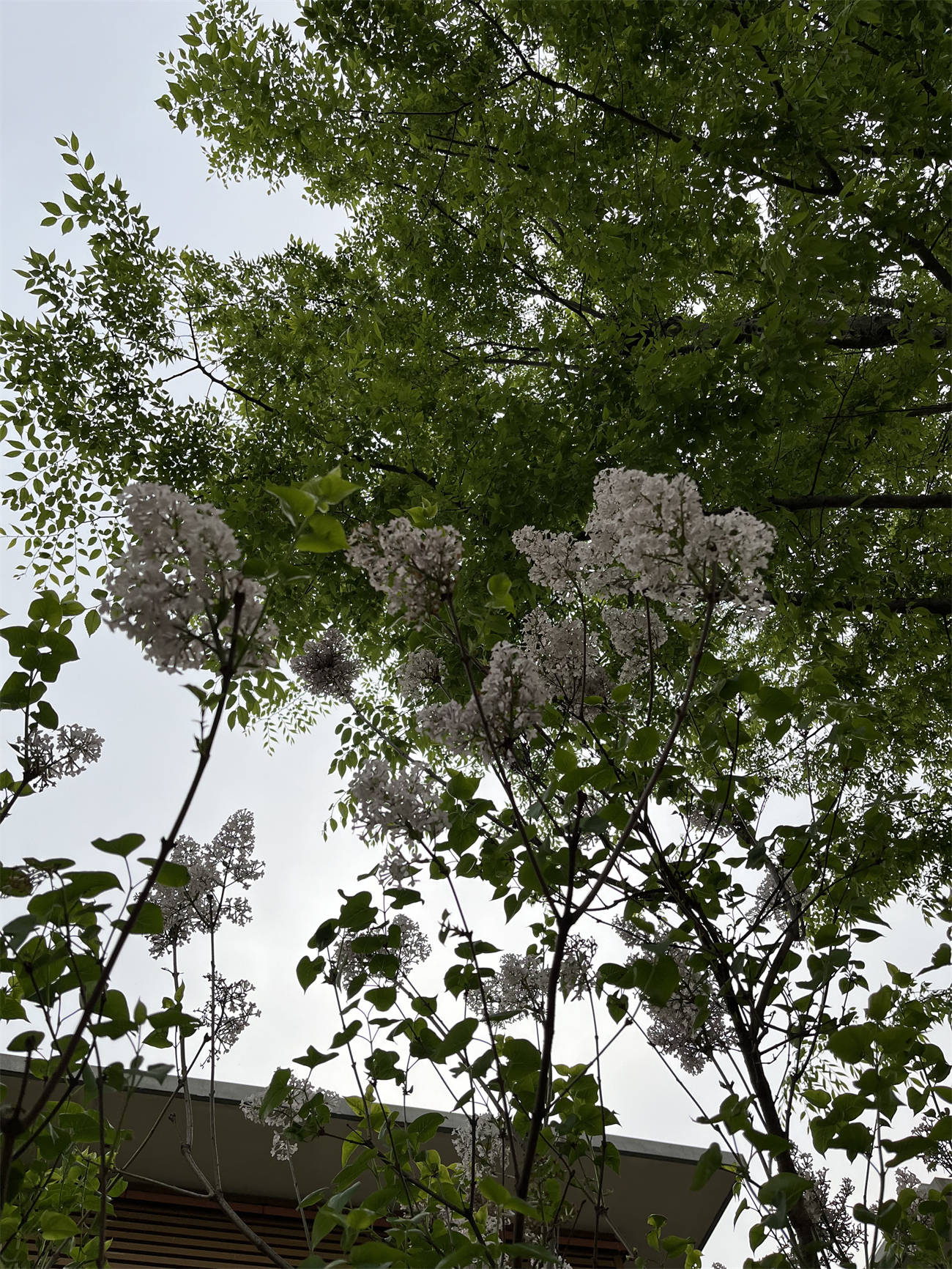 花花世界之271白丁香