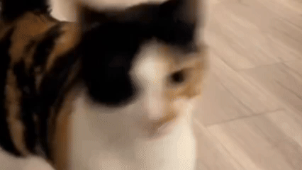 猫咪吃饭时左右摇摆,摇头晃脑,好似在打篮球.网友:灵敏度调高了