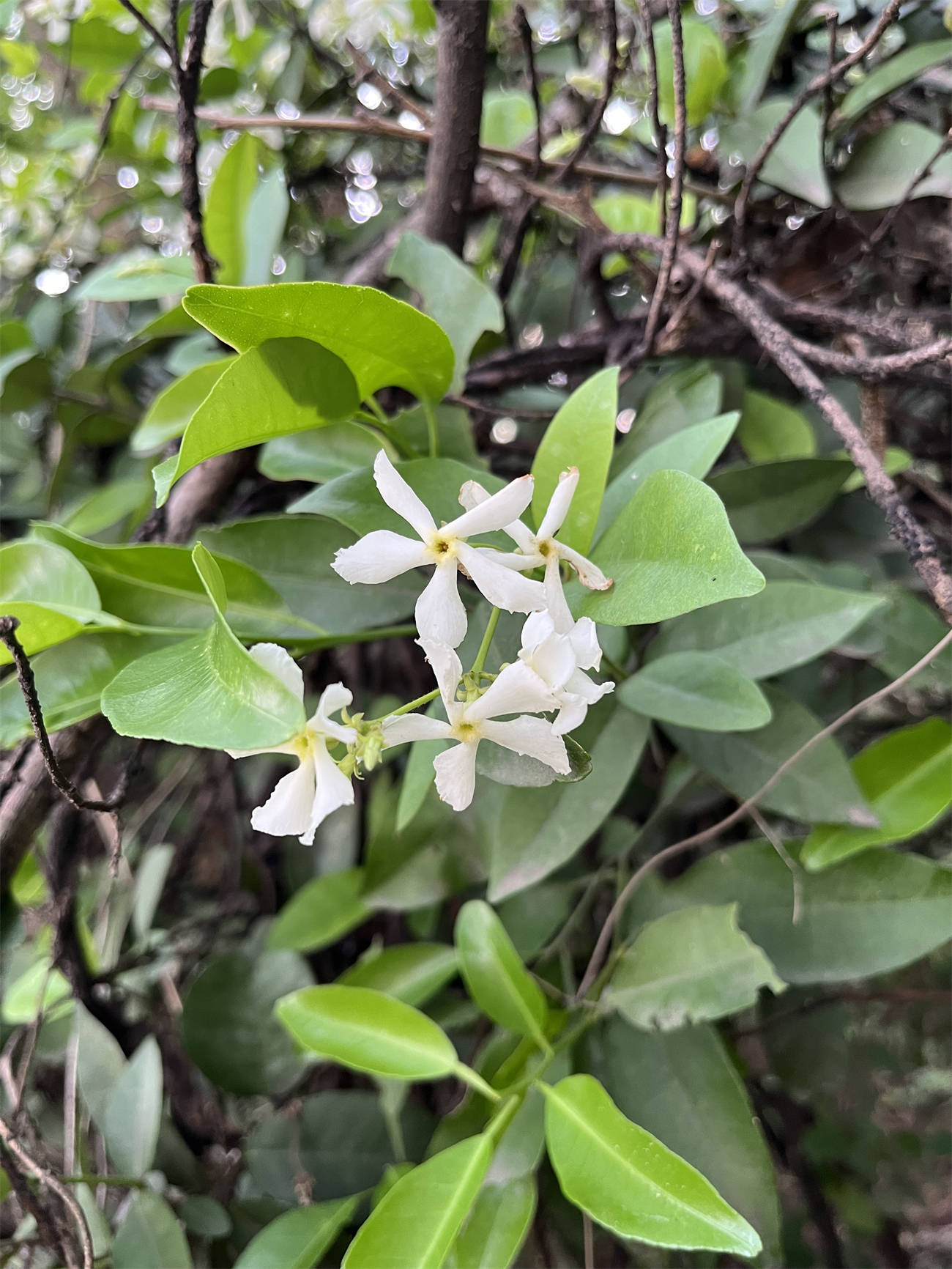 花花世界之292络石