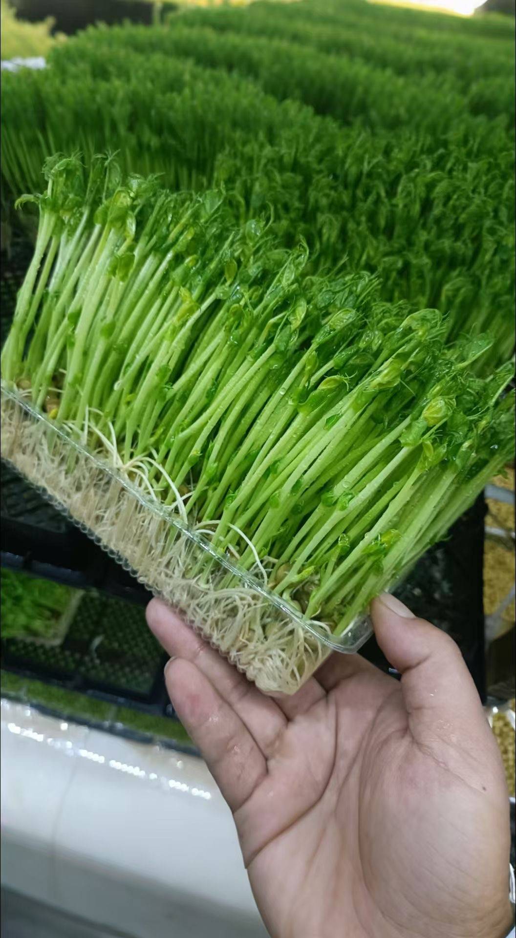 湖北芽生源农业科技有限公司芽苗菜合作种植低成本轻松创业 扶持力度