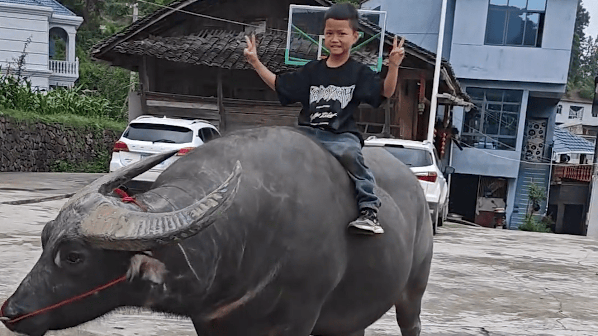 水牛性格温顺,低头让小孩爬到背上.网友:俯首甘为孺子牛