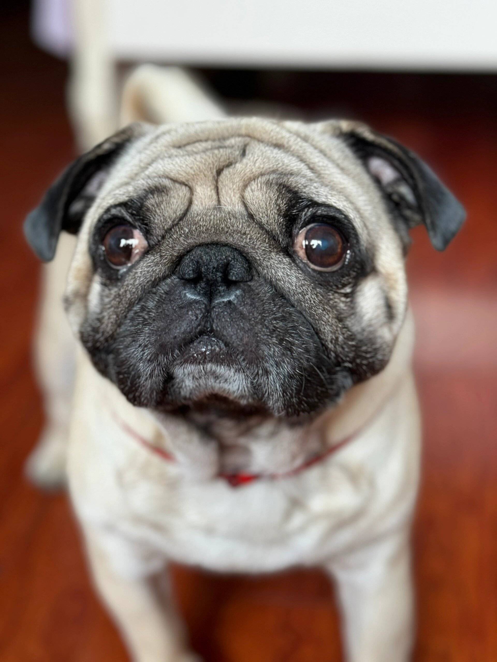 巴哥犬: 小型犬,脸上布满褶皱,表情忧郁又滑稽,性格慵懒,温和,爱玩