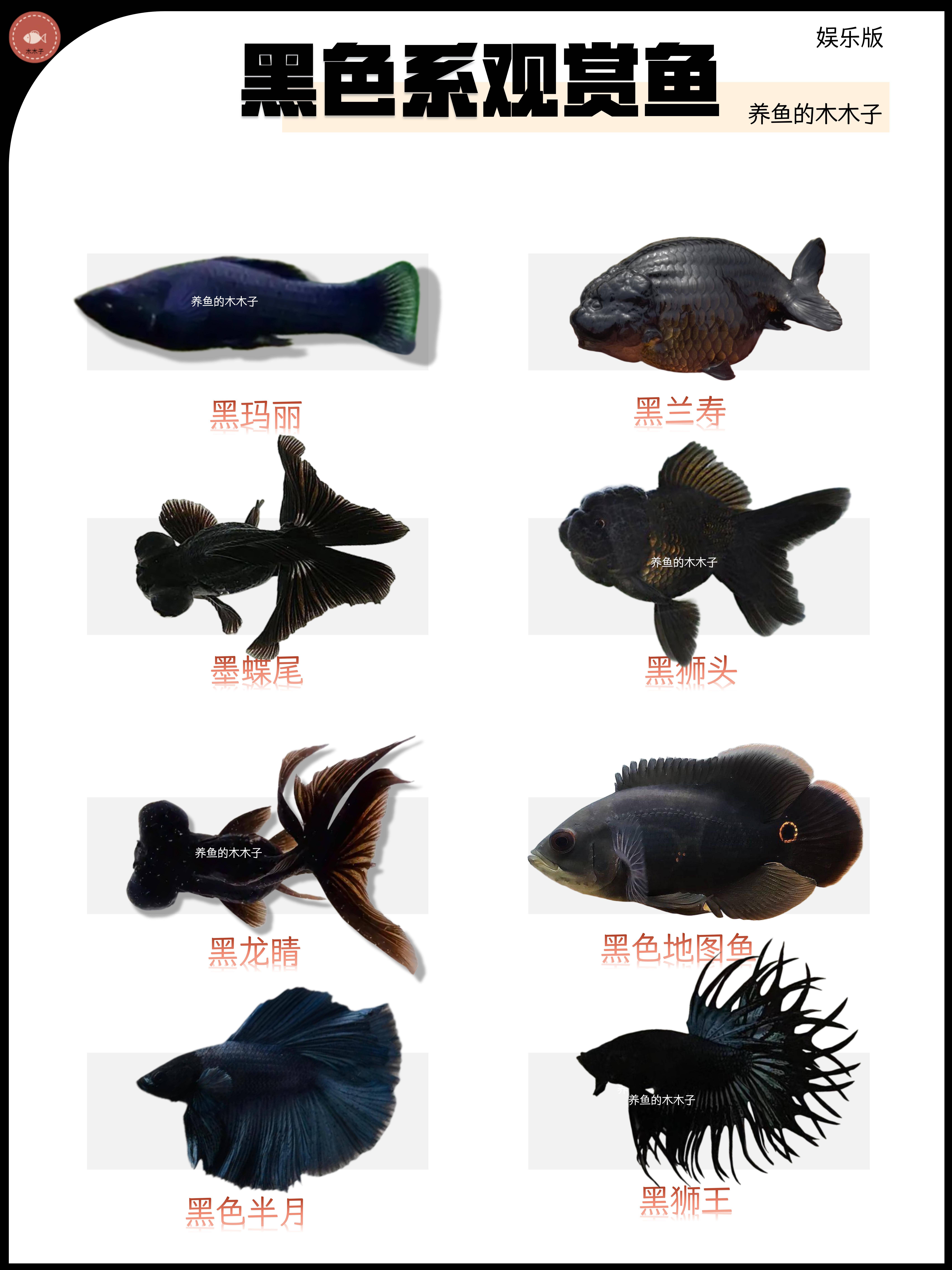 黑色系观赏鱼种类繁多,以下是一些常见的品种:黑玛丽鱼外形特征:鱼体
