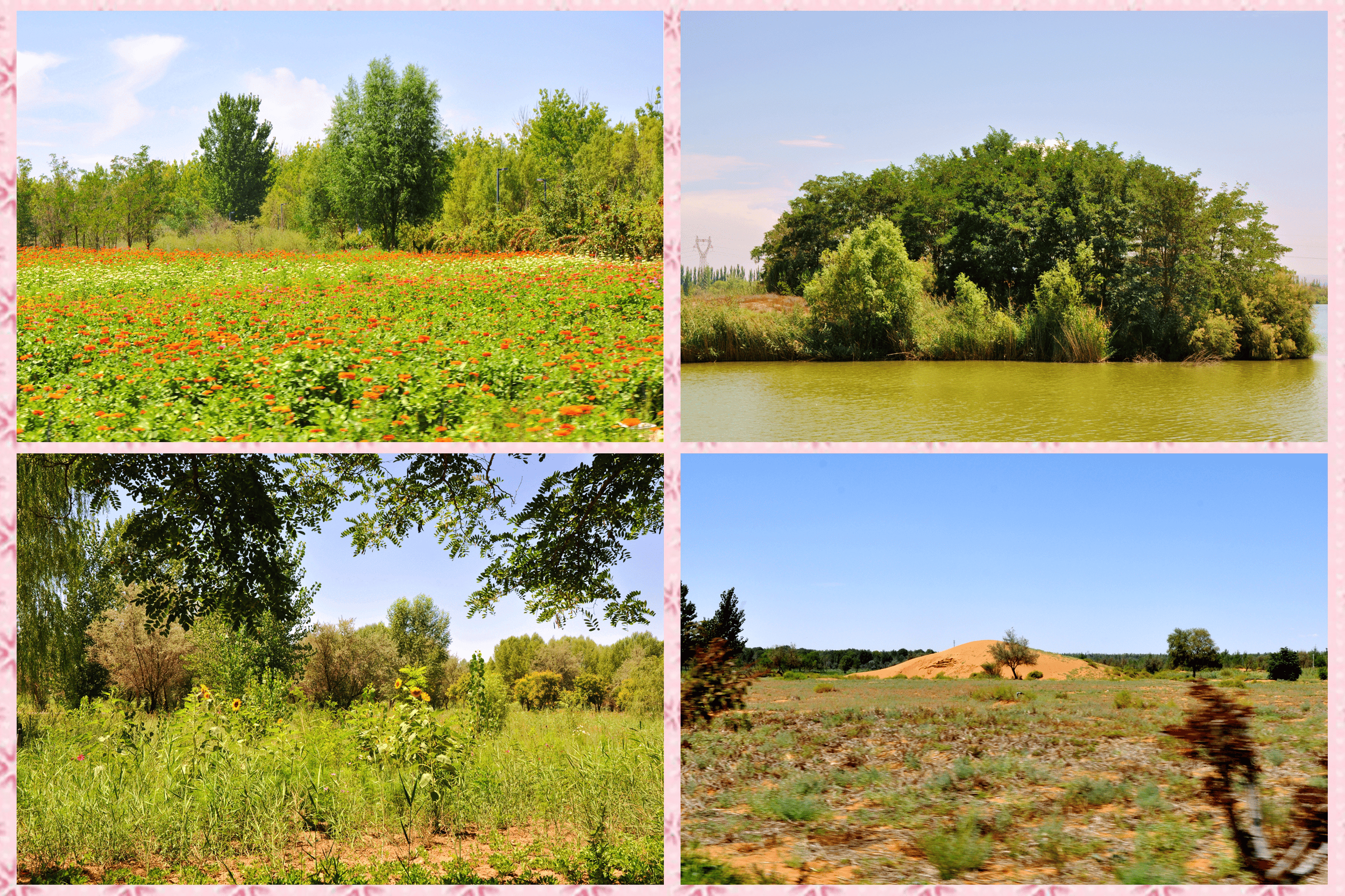 夏日里的宁夏中卫金沙岛
