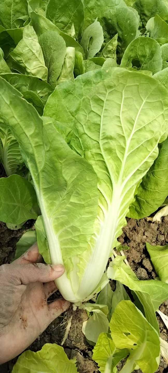 安徽蔬菜种子供应:上海青与毛白菜的稳定之选