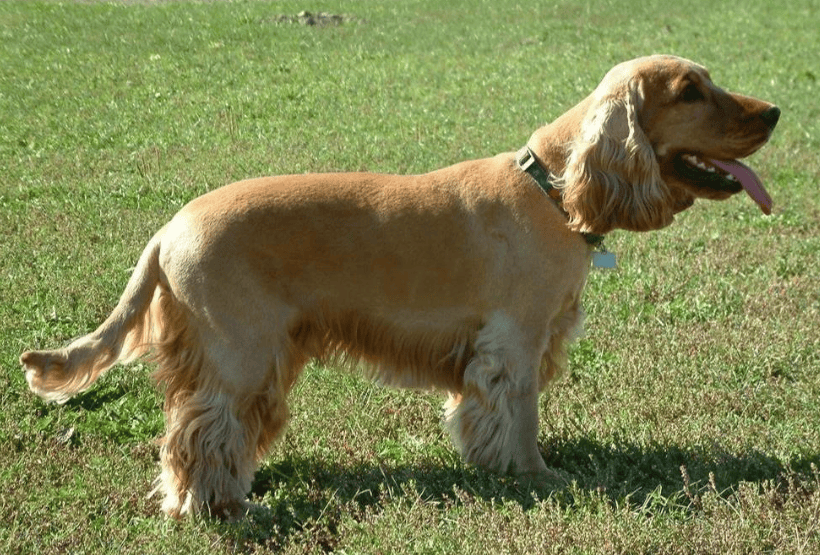 宠物品种血统成分分析检测动物种属纯种美国可卡犬品种标志性特征