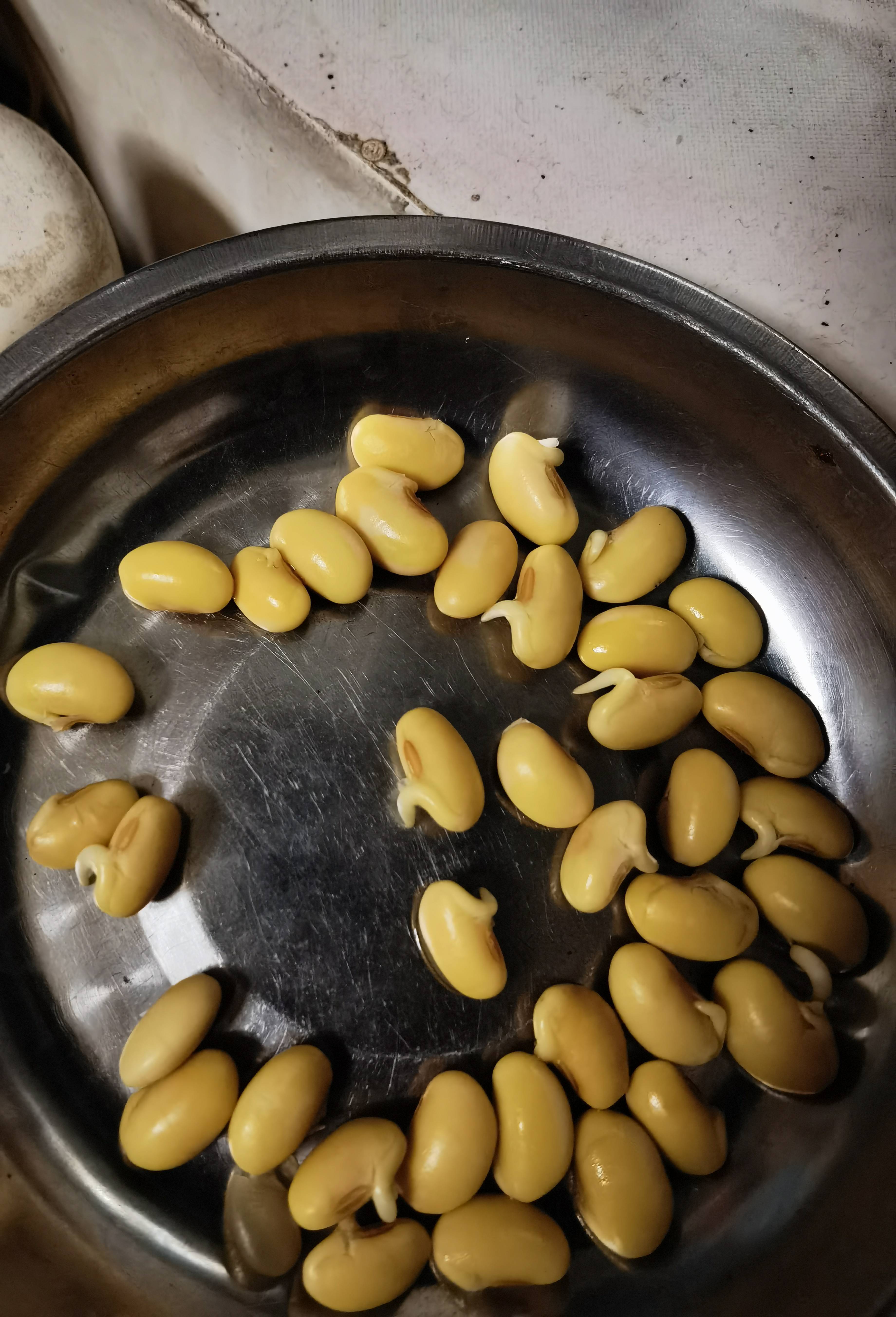 如果让我写黄豆发芽的观察日记