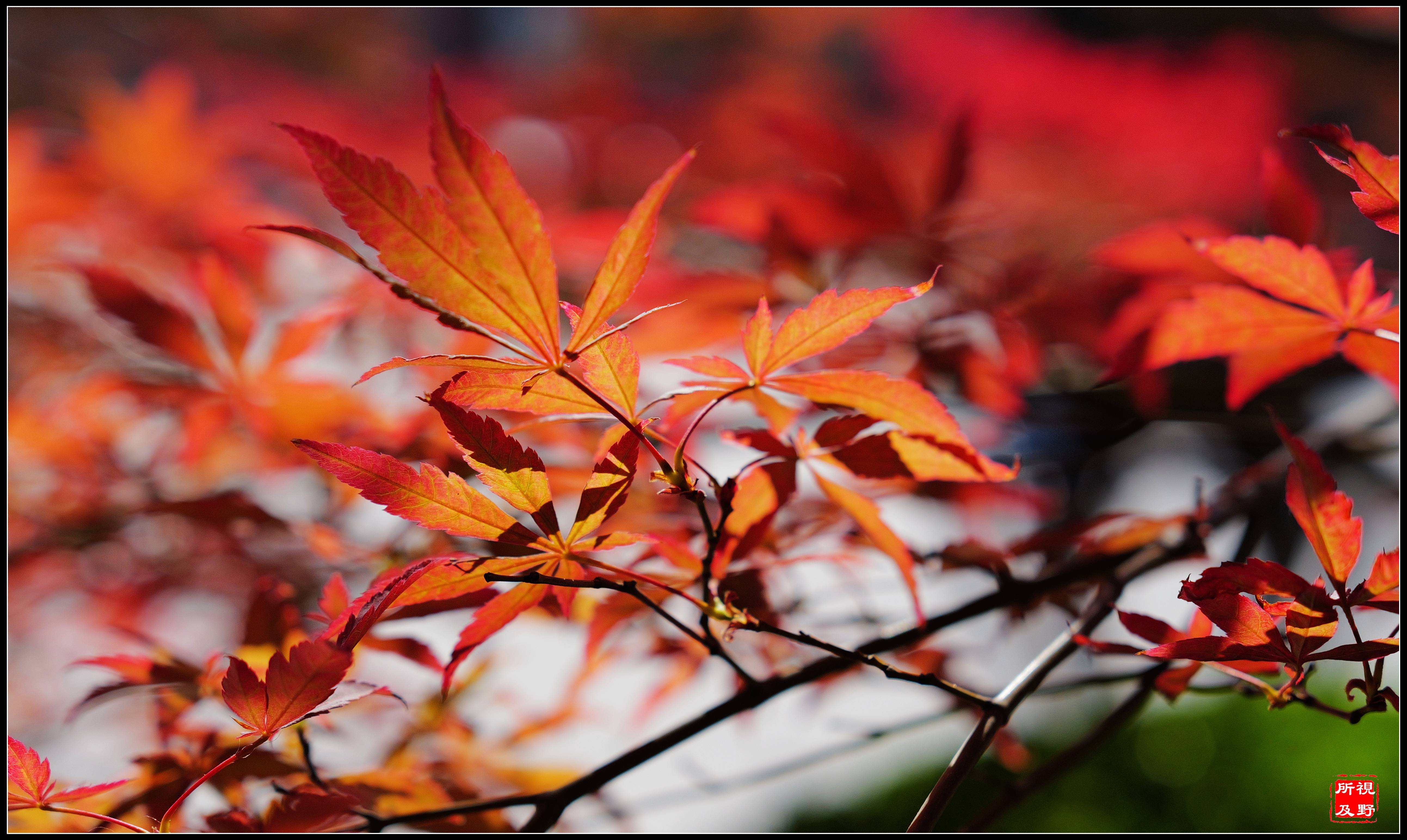 当红枫叶遇到黄花梨,宝山寺最美时光
