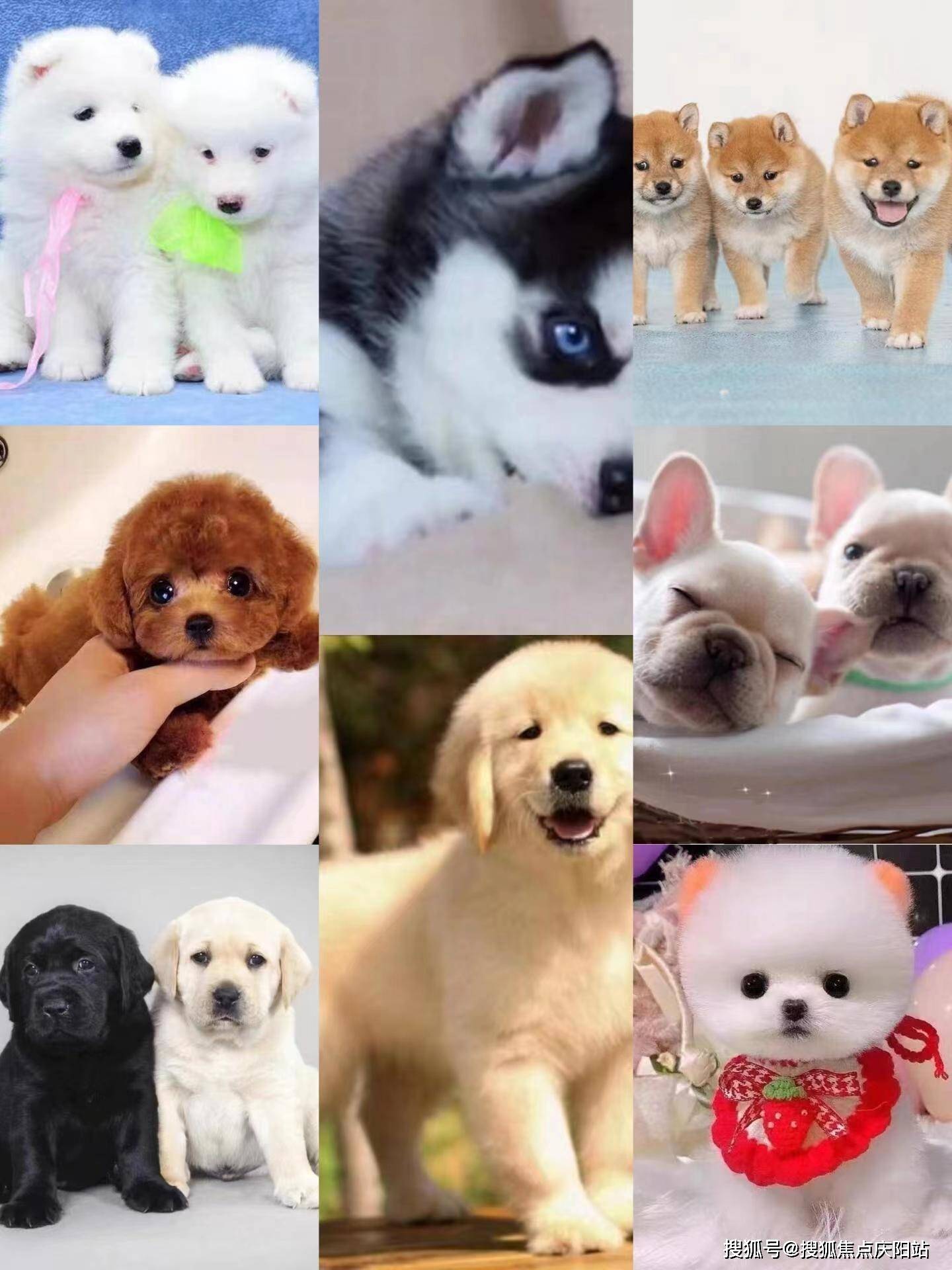 珠海买泰迪犬地方这里实体店选购宠物安全可靠更值得信赖